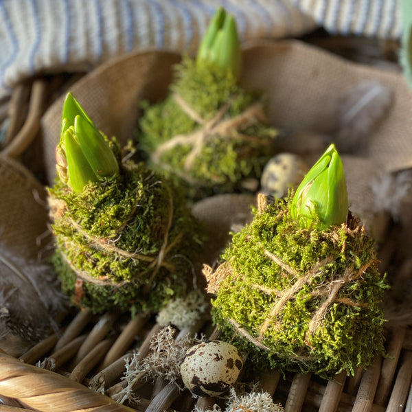 Fresh Mossed Hyacinth Kokedamas