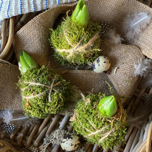 Fresh Mossed Hyacinth Kokedamas
