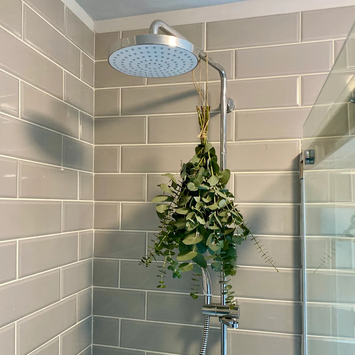 Eucalyptus in shower deals