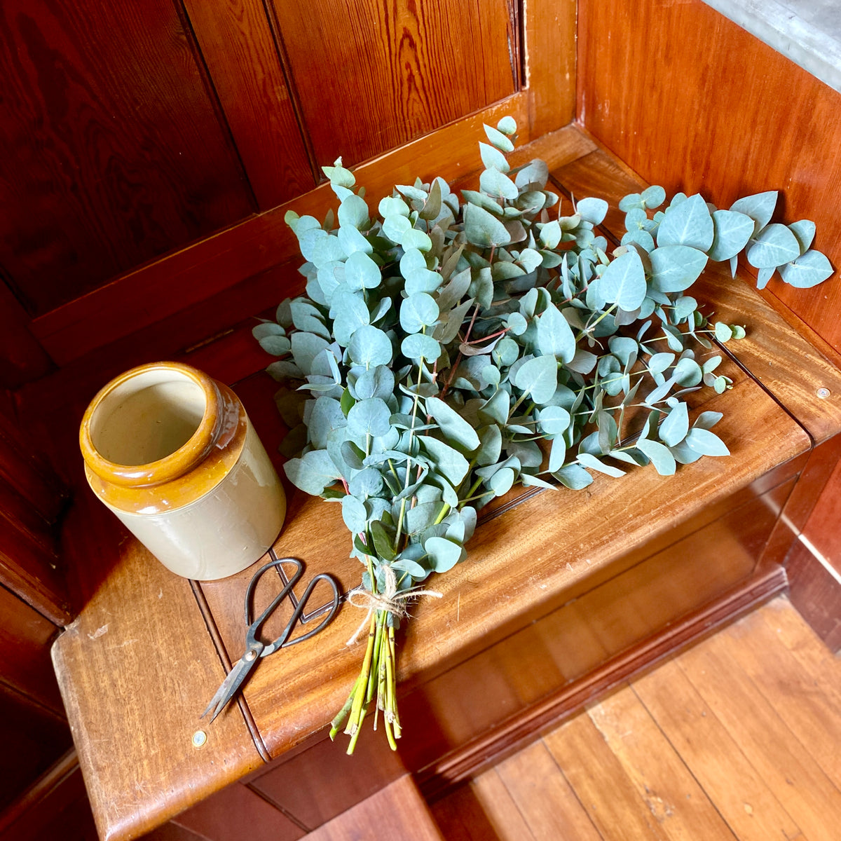 Fresh Cut Stems Eucalyptus Cinerea Silver Dollar The Florist's Daughter