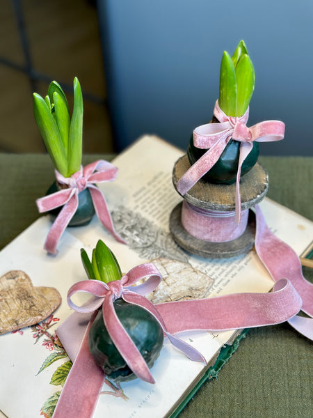 Fragrant Spring Waxed Dipped Hyacinth Bulbs