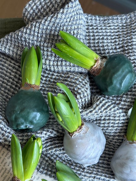 Wax Dipped Hyacinth Bulbs