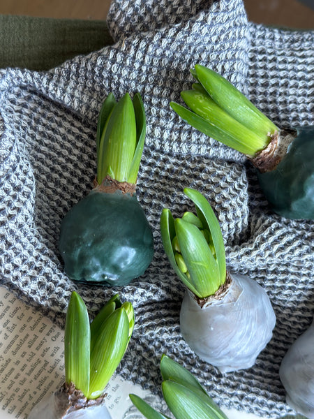 Wax Dipped Hyacinth Bulbs