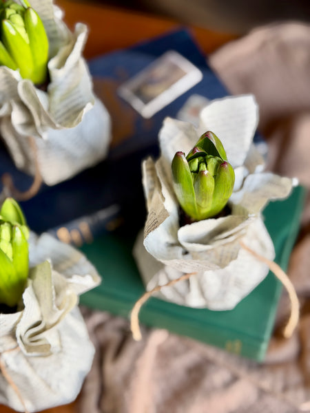 A close-up of  a Hyacinth bulbs wrapped in upcycled book pages
