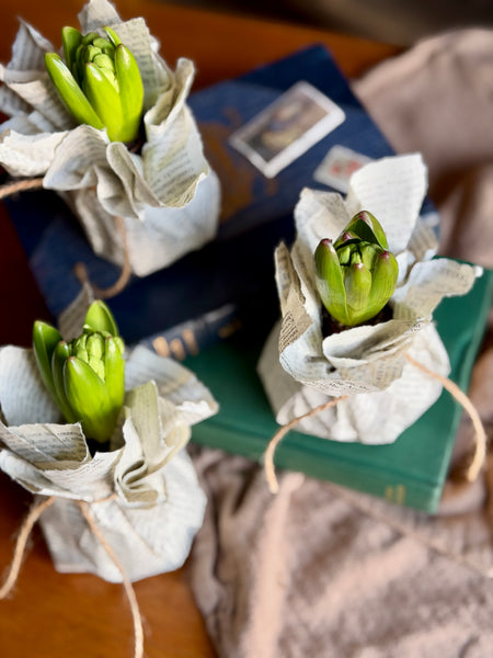 Antique Page Hyacinths