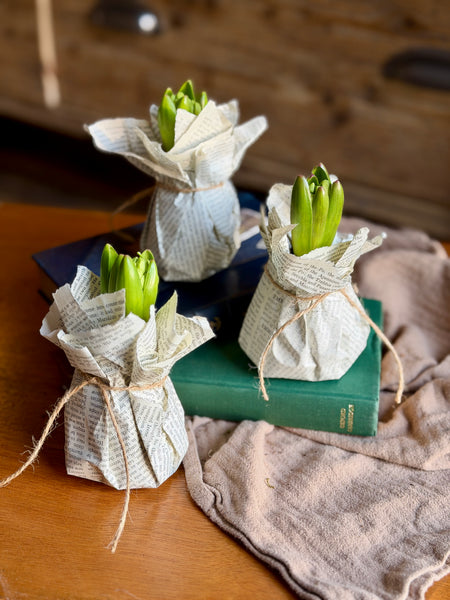 3 Hyacinth bulbs individually wrapped in upcycled book pages