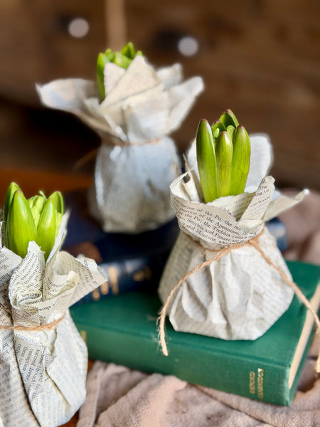 Antique Page Hyacinths