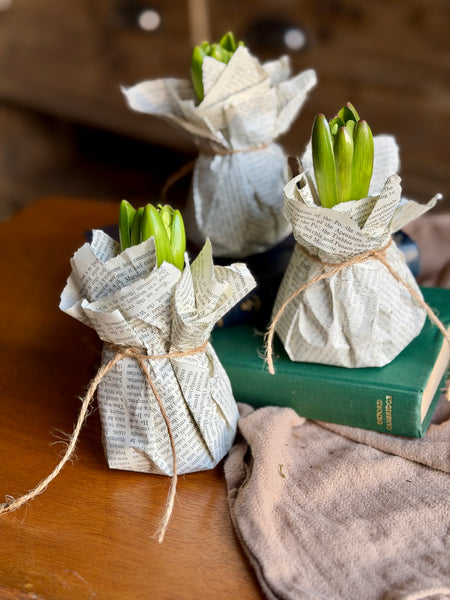 Antique Page Hyacinths
