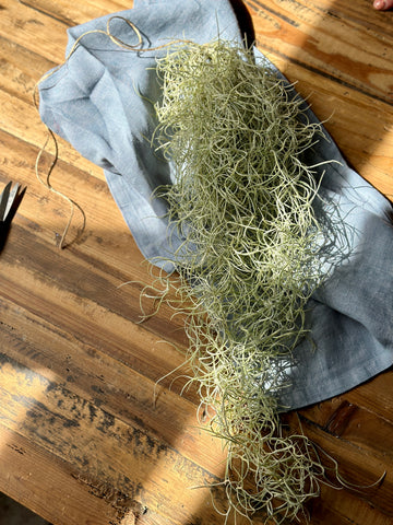 Hanging Air Plant - Spanish Moss - TILLANDSIA
