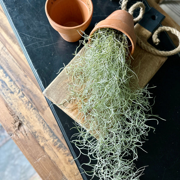 Hanging Terracotta Pot with Air Plant Tillandsia Usneoides / Spanish Moss