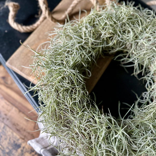Air Plant Tillandsia Usneoides / Spanish Moss Wreath