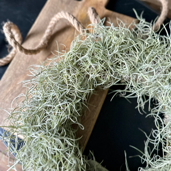 Air Plant Tillandsia Usneoides / Spanish Moss Wreath