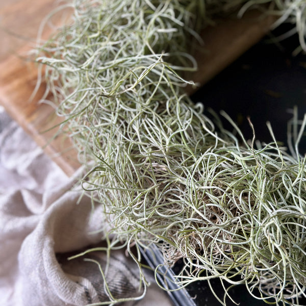Air Plant Tillandsia Usneoides / Spanish Moss Wreath