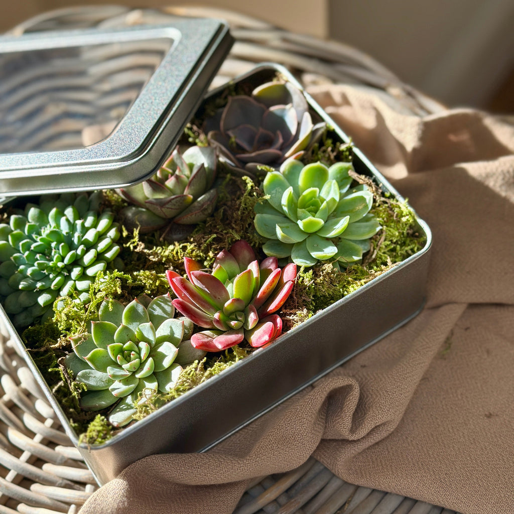 clear succulent plants Clear Lidded Succulent Tin – The Florist's Daughter