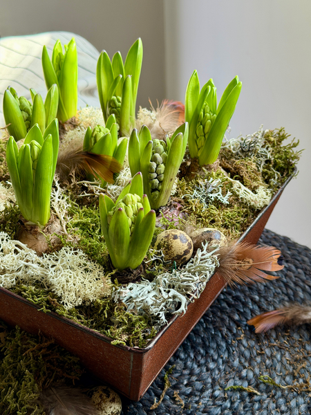 Rustic Spring Hyacinth Planter