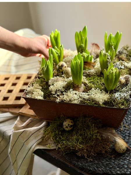 Rustic Spring Hyacinth Planter