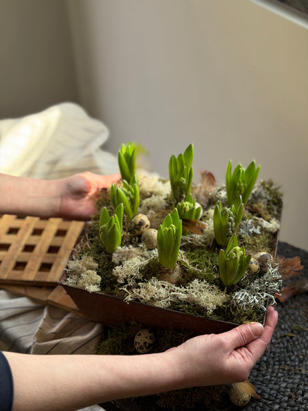 Rustic Spring Hyacinth Planter