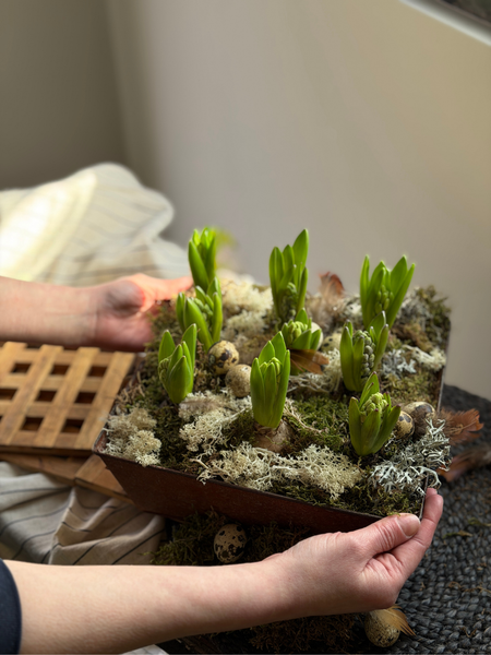 Rustic Spring Hyacinth Planter