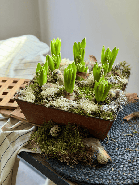 Rustic Spring Hyacinth Planter