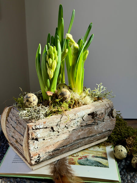 The Easter Meadow Trough. Planted in a beautifully rustic cedar wood trough, A carefully selected mix of hyacinths, muscari, and narcissus bulbs emerges through a soft carpet of natural moss, Delicate feathers and quail eggs are nestled among the planting.