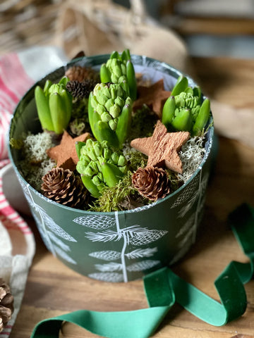 Winter Flowering Hyacinth Filled Hat Box