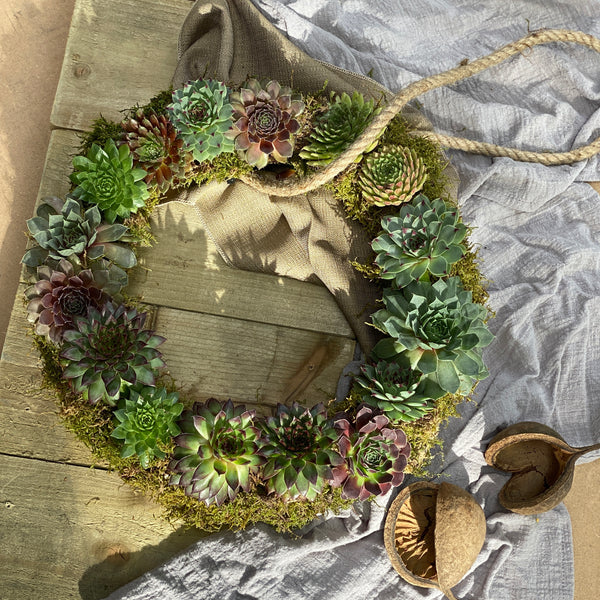 Sempervivum Wreath