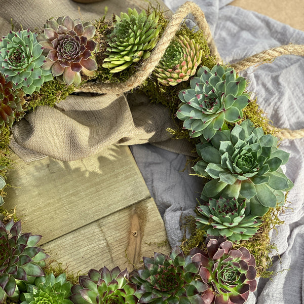 Sempervivum Wreath