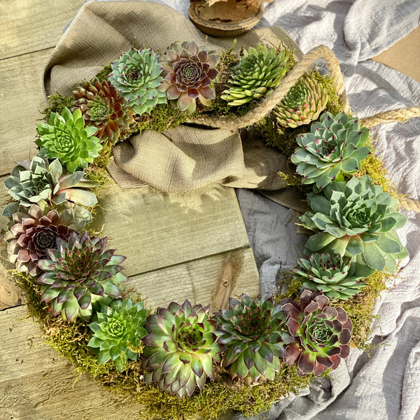 Sempervivum Wreath