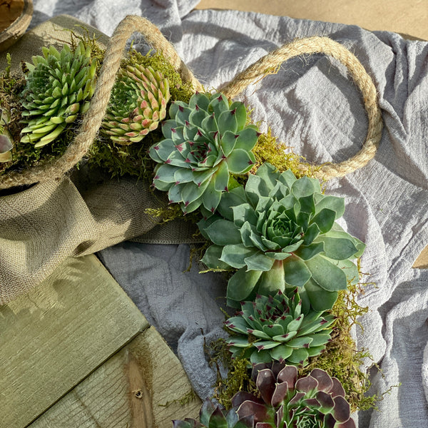 Sempervivum Wreath