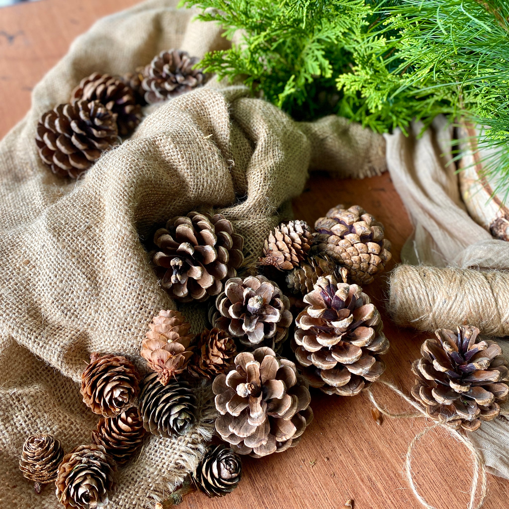 Cone Collection Natural Pine Cone Collection – The Florist's Daughter