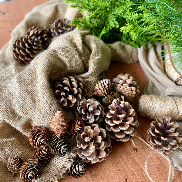 Natural Pine Cone Collection
