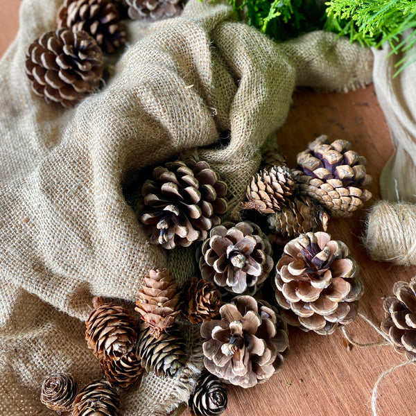 Natural Pine Cone Collection