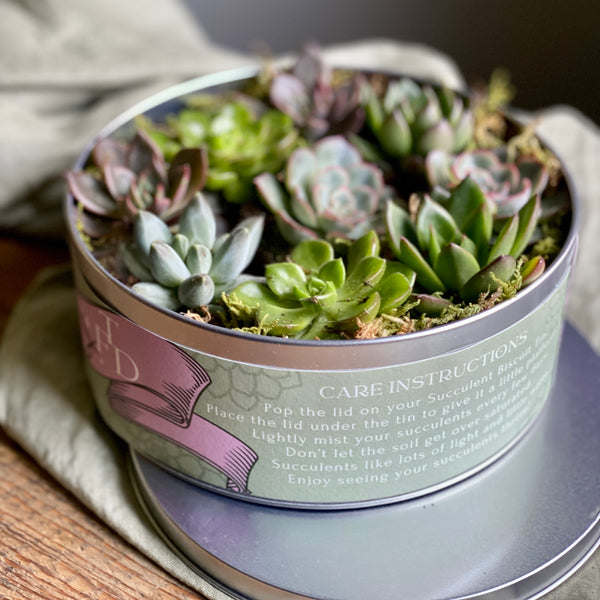 A Biscuit Tin With Succulents In