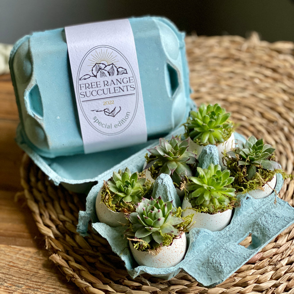 succulents in egg carton Succulent Egg Box – The Florist's Daughter