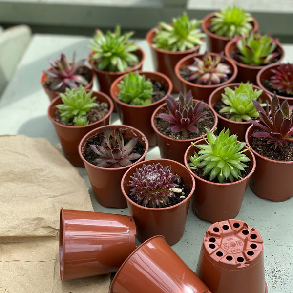 Trays of Sempervivum Plants | Mixed Box | 5cm Potted Succulents