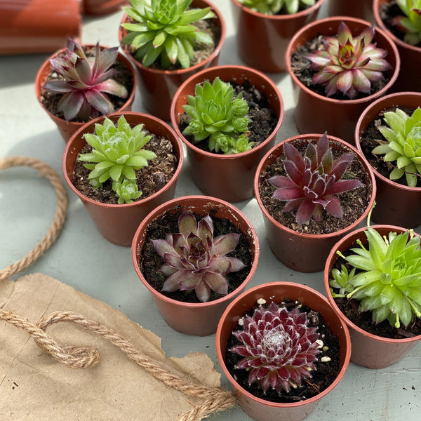 Trays of Sempervivum Plants | Mixed Box | 5cm Potted Succulents