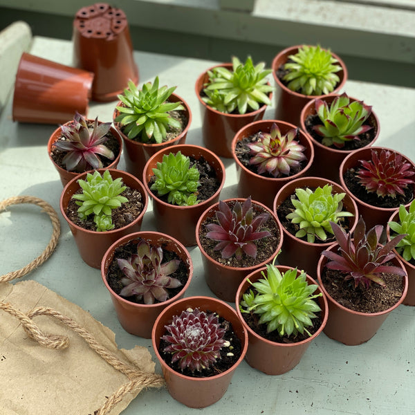 Trays of Sempervivum Plants | Mixed Box | 5cm Potted Succulents