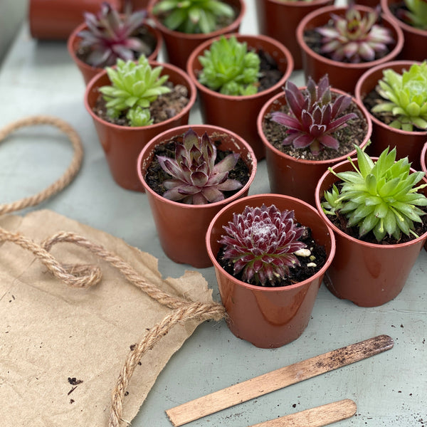 Trays of Sempervivum Plants | Mixed Box | 5cm Potted Succulents