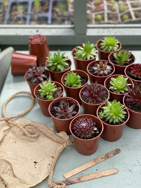 Trays of Sempervivum Plants | Mixed Box | 5cm Potted Succulents