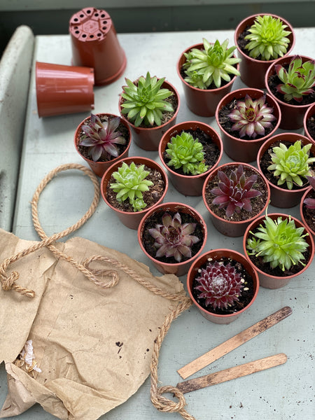 Trays of Sempervivum Plants | Mixed Box | 5cm Potted Succulents