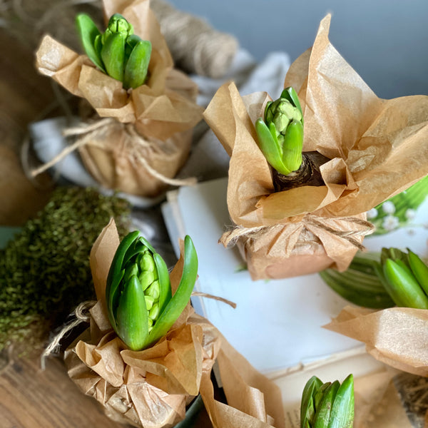 Wax Papered Fresh Hyacinth Bulbs