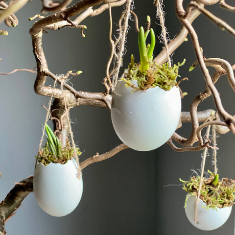 Hanging Eggs Filled With Muscari