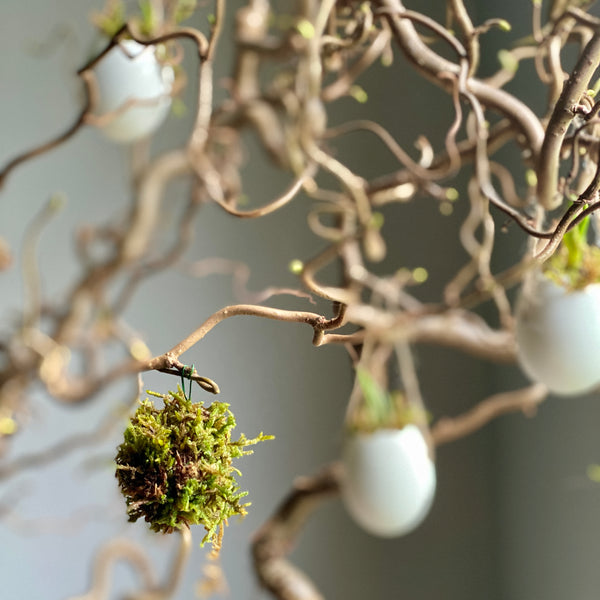 Miniature Hanging Moss Spheres