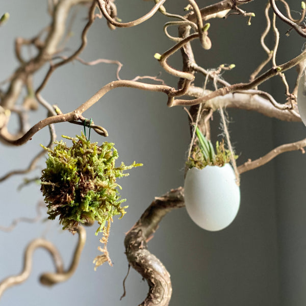 Miniature Hanging Moss Spheres