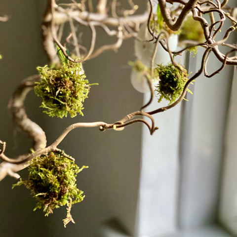 Miniature Hanging Moss Spheres