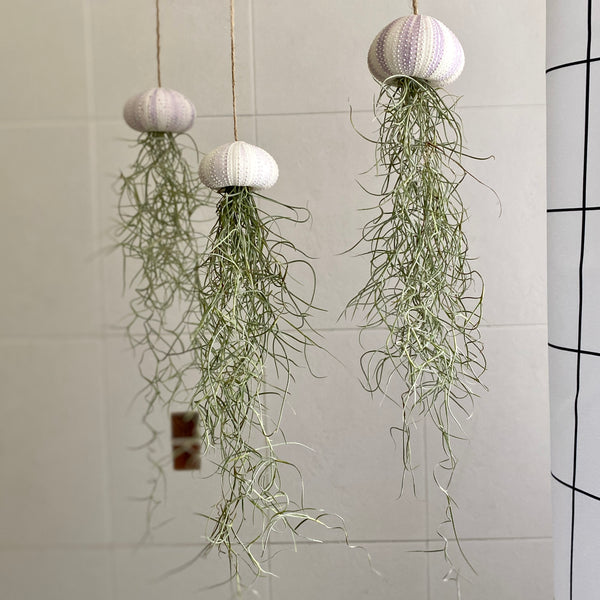 Mini Sea Urchin Botanical Jellyfish