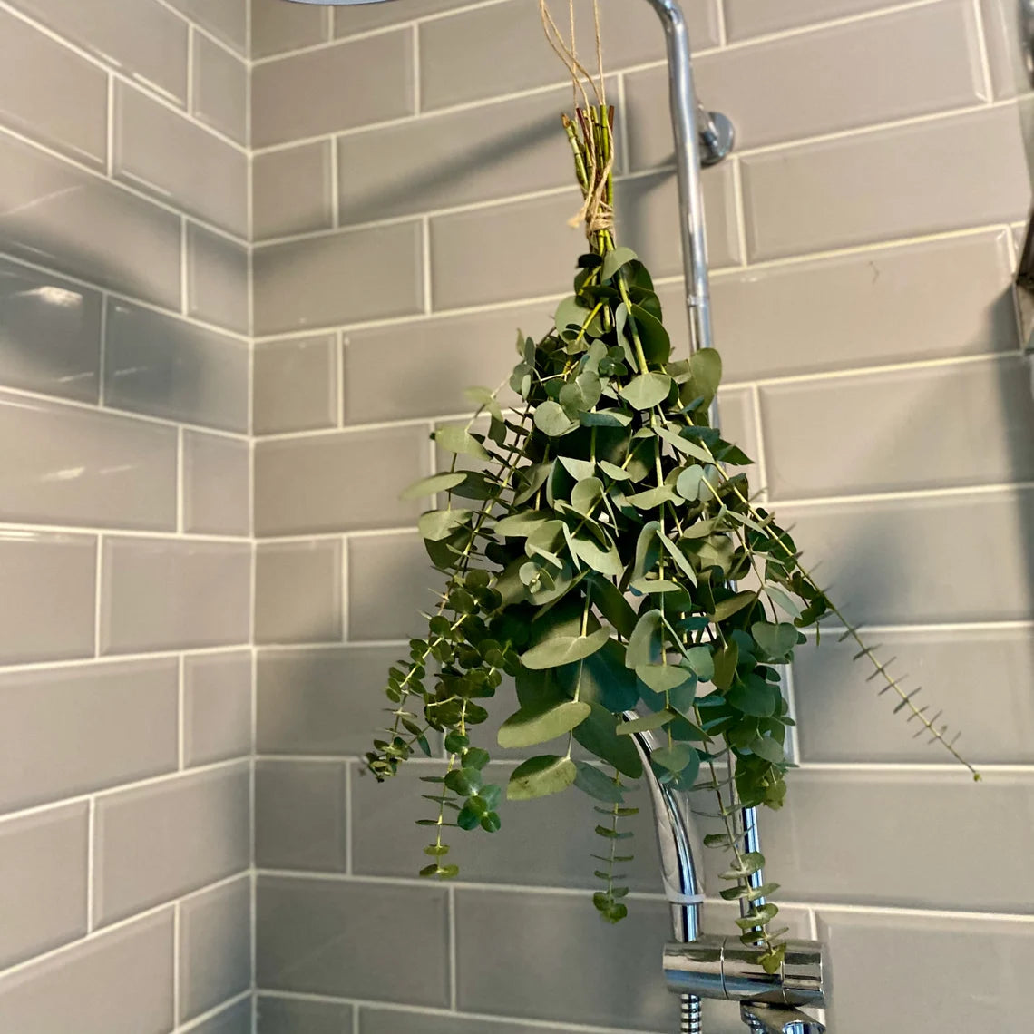 Shower Eucalyptus Bundle - Fresh Cut Eucalyptus – The Florist's Daughter