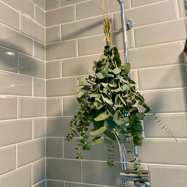 Shower Eucalyptus Bundle - Fresh Cut Eucalyptus