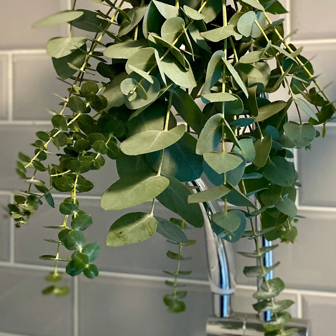 Kocat 24 PCS Real Eucalyptus Stems - Aesthetic Shower Decor, Perfect