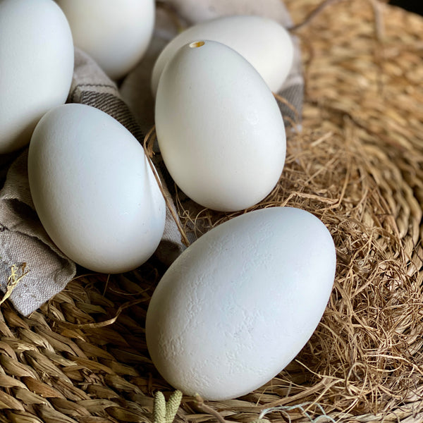 Six White Blown Goose Eggs
